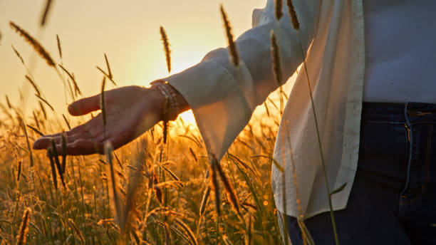 istock Woman Gently Caressing Meadow Wildflowers at Sunset 2158540067