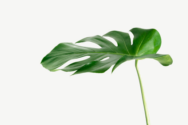 istock Monstera delicosa plant leaf  on a white background 2158540107