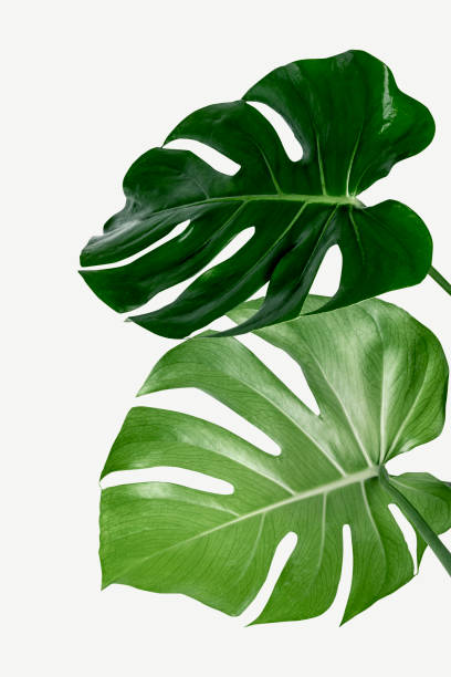 istock Monstera delicosa plant leaf  on a white background 2158540215