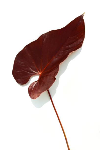 istock Tropical dark brown Alocasia leaf 2158541275