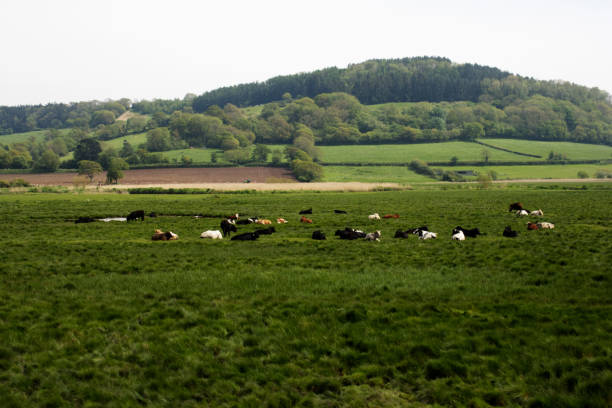 istock dark brown cattle grazing on a Devon countryside river estuary 2158541444