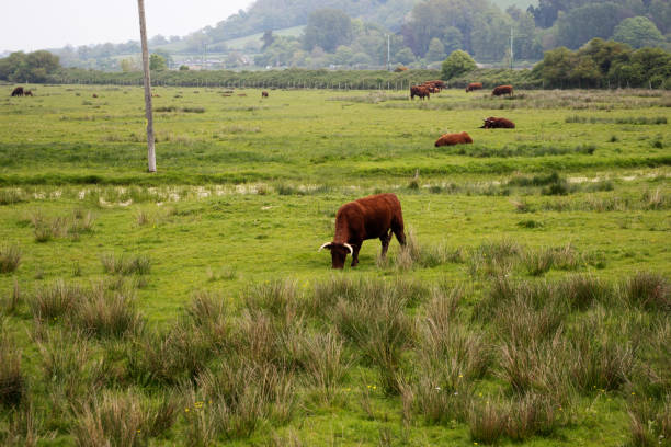 istock dark brown cattle grazing on a Devon countryside river estuary 2158541451