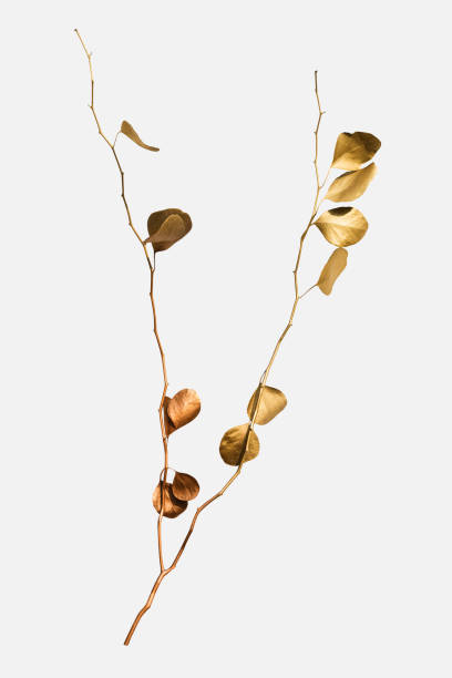 istock Eucalyptus round leaves painted in gold on an off white background 2158541488