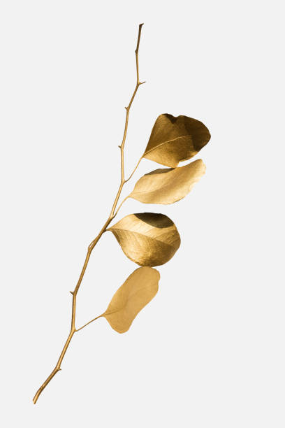 Eucalyptus round leaves painted in gold on an off white background