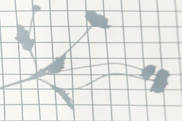 Gray shadow of rose leaves on a white wall