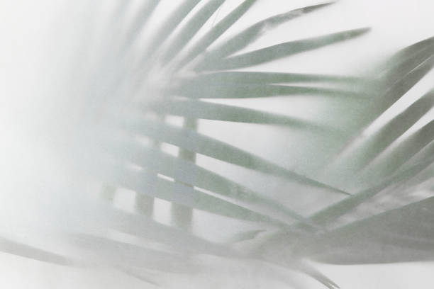 Blurred green palm leaves on off white background