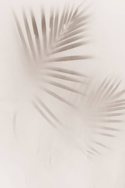istock Blurred green palm leaves on off white background 2158543247