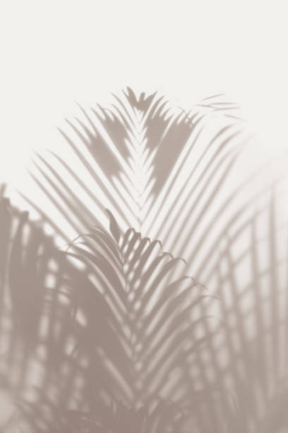 istock Blurred green palm leaves on off white background 2158543258