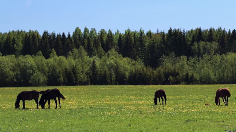 Horses peacefully feeding in a lush field, with the backdrop of a serene forest