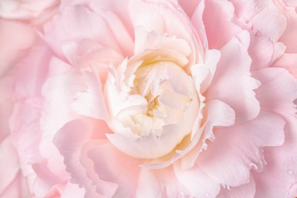 istock Pink carnation background, flower macro shot 2158543648