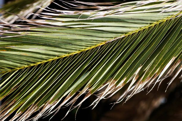 dried palm leaf laying next to a dry stone wall