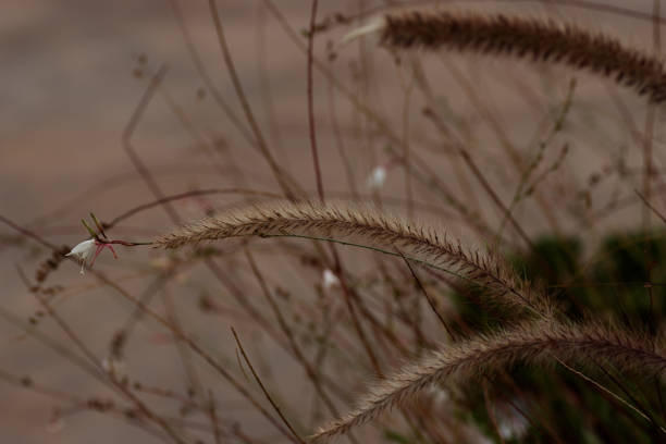 feather grass or needle grass or spear grass (genus Stipa) on a natural background