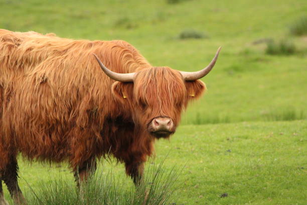 istock Highland Cattle - Cows stood on a grassy bankside on an sunny Spring day in May within the United Kingdom 2158547002
