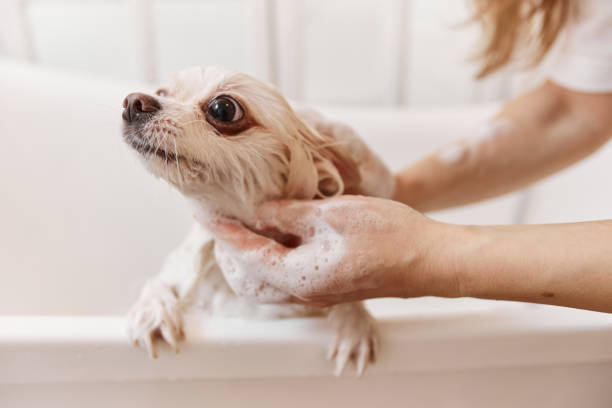 istock Groomer Washing Puppy in Bath 2158547184