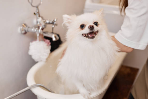 Happy Pomeranian Puppy Sitting in Bathtub Portrait of happy Spitz dog sitting in little bathtub at grooming salon and looking at camera with smile enjoying beauty care pomeranian dog taking a bath stock pictures, royalty-free photos & images