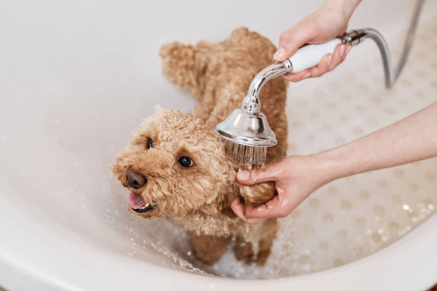istock Cute Maltipoo Dog in Bath 2158547224