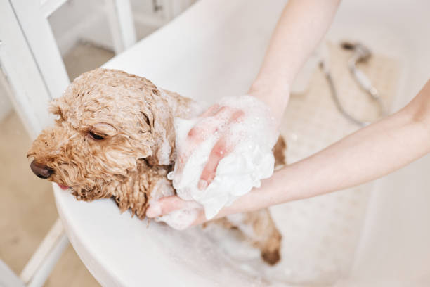 istock Wet Maltipoo Dog Washing with Soap 2158547228