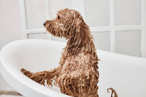 istock Dog in Bath Washing in Grooming Studio 2158547234