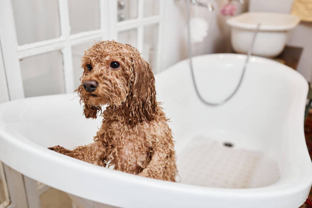 istock Wet Maltipoo Dog Bathing in Grooming Studio 2158547237