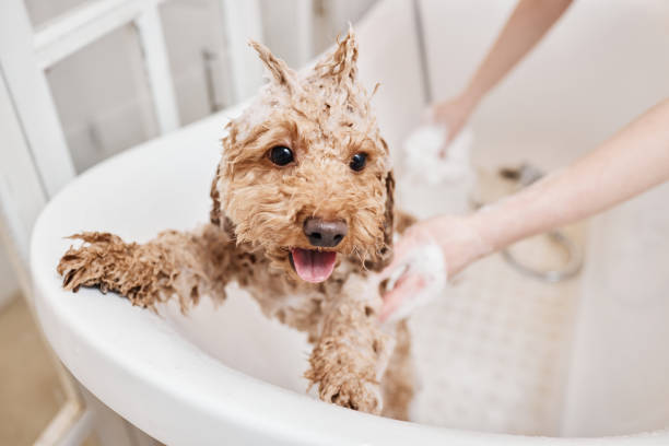 istock Cute Wet Dog Bathing with Funky Hairstyle 2158547245