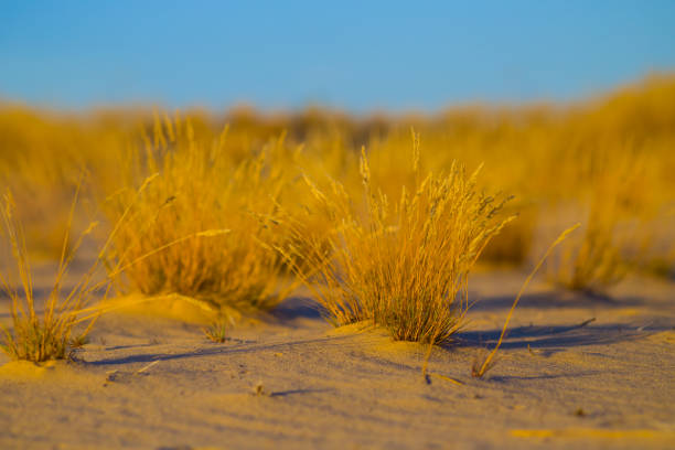 closeup grass among sandy prairie