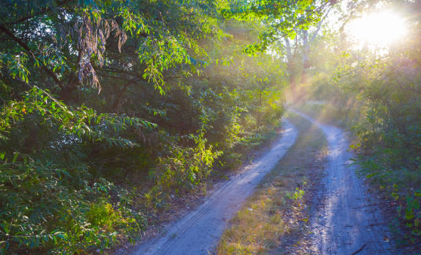 istock ground road through the summer forest in light of sun 2158547451