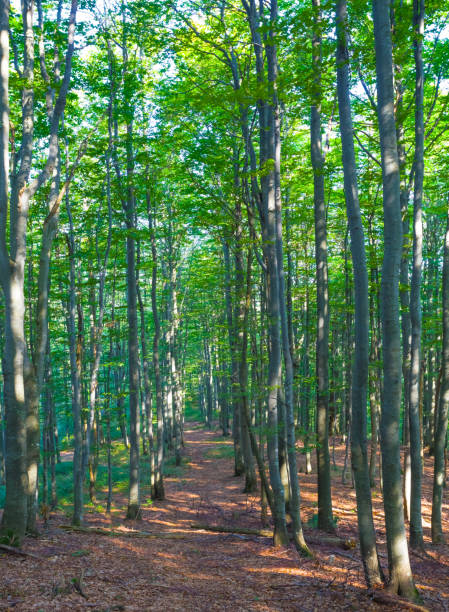 istock ground alley in green forest 2158547703