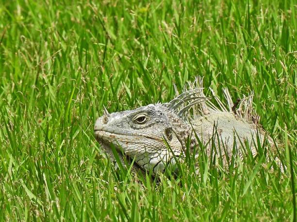Green Iguana - profile, portrait