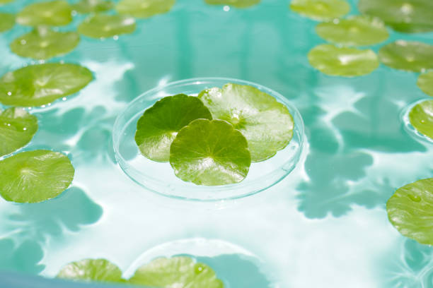 istock Centella asiatica leaves in petri dish on blue water 2158549351