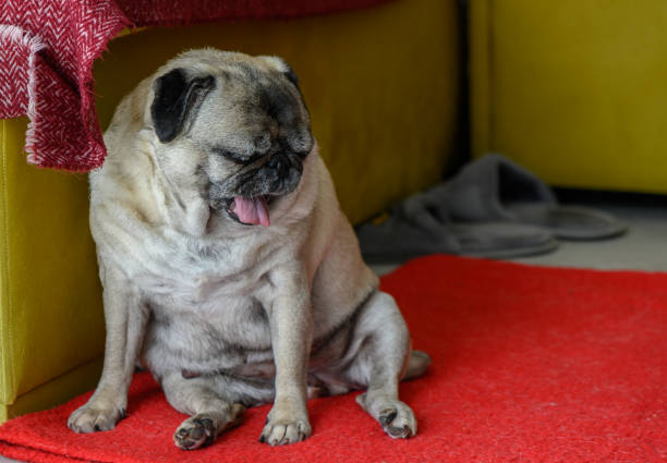 istock Senior pug sitting on the floor at home 4 2158549614