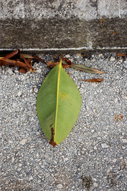 istock green leaf laying in the road next to the pavement 2158550980