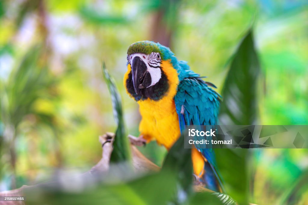 Blueandyellow Macaw In Nature Stock Photo - Download Image Now ...