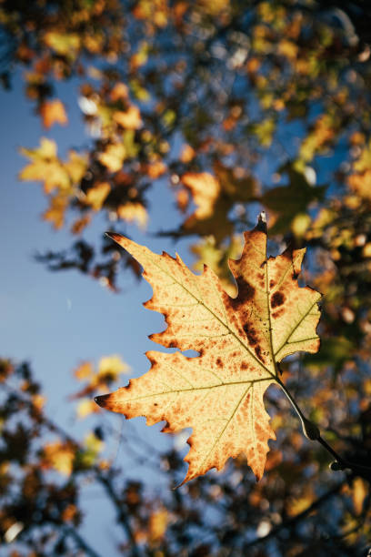 istock Focus on a beautiful 5 lobed orange leaf back-lit by the sun on a blue sky day 2158551937