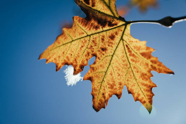 istock A single orange yellow leaf hanging from a branch under a blue sky 2158552045