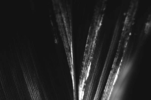 Foliage line art of Cordyline leaf macro background