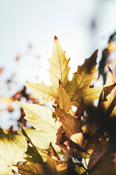 istock Warm tones of multi-coloured leaves in a bright sunny sky 2158552284