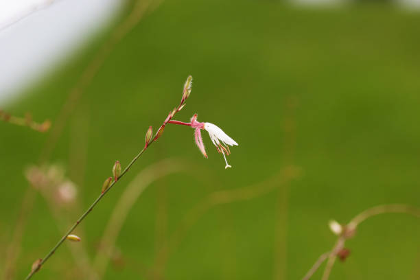 isolated white Long Flowered Evening Primrose (Gaura lindheimeri) with a natural background