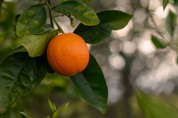 istock oranges branch with green leaves on tree 1 2158553957
