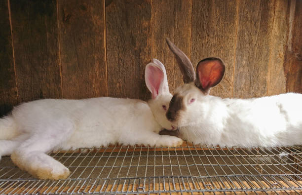 istock Two white rabbits with red eyes lie side by side on a farm 2158556368