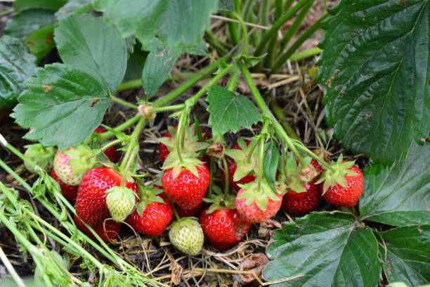 istock a bunch of strawberries that are on a bush 2158557120
