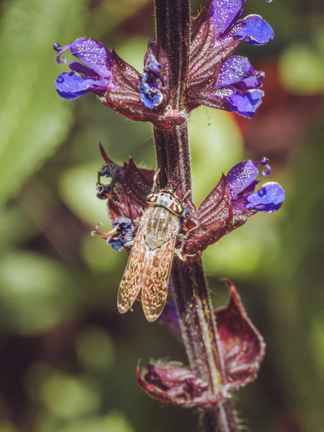 istock A horse fly on a purple Salvia 2158558448