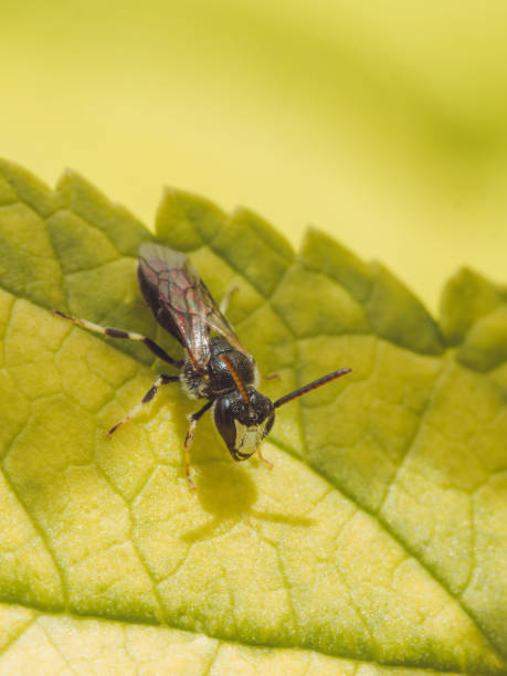 istock A lone Hylaeus hyalinatus bee 'hairy yellow-face' 2158558451