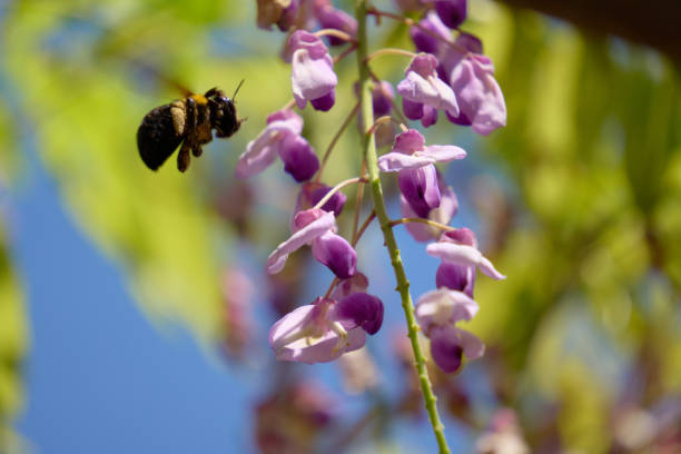 A bumblebee flying to a wisteria flower.