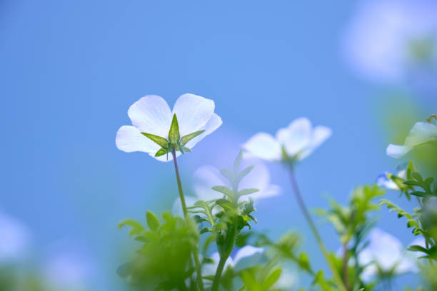 Nemophila petals shining through the blue sky.