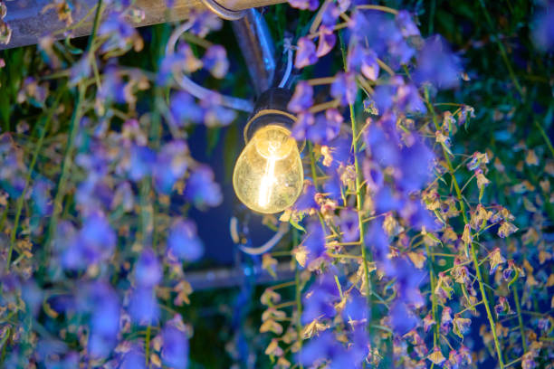 Light bulbs lighting up wisteria flowers.