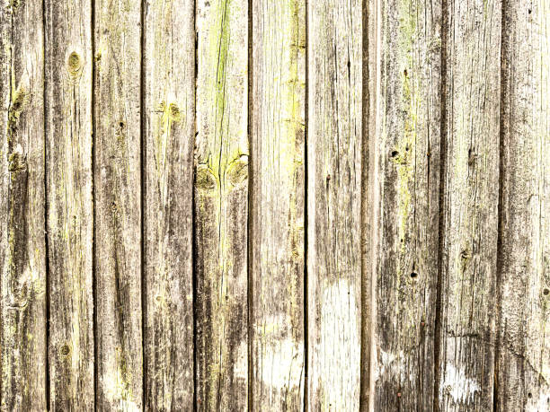 istock Discover the Artistry of Wooden Texture as a Mesmerizing Background 2158559183