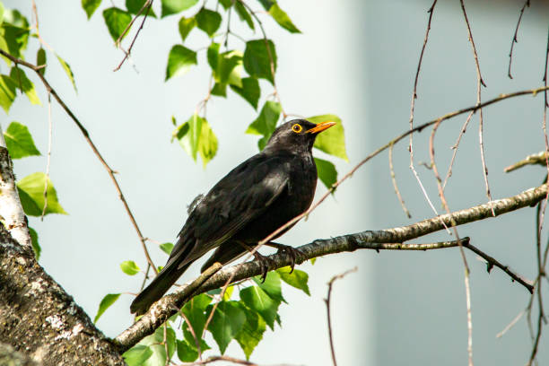 istock blackbird on a birch branch. in a courtyard 2158560939
