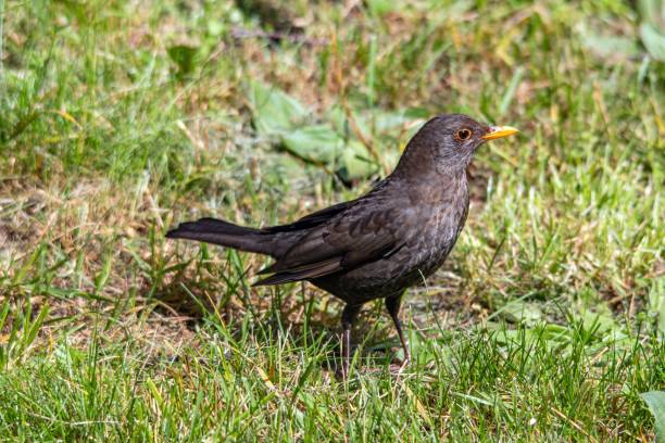 istock A blackbird looks for food 2158561353