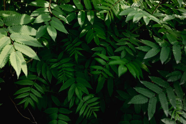 istock green background natural with leaves plant sunny light 2158561533