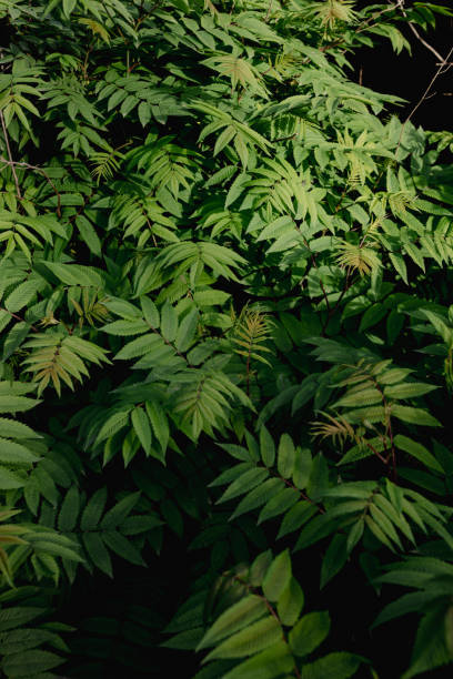 istock green background natural with leaves plant summer concept 2158561546